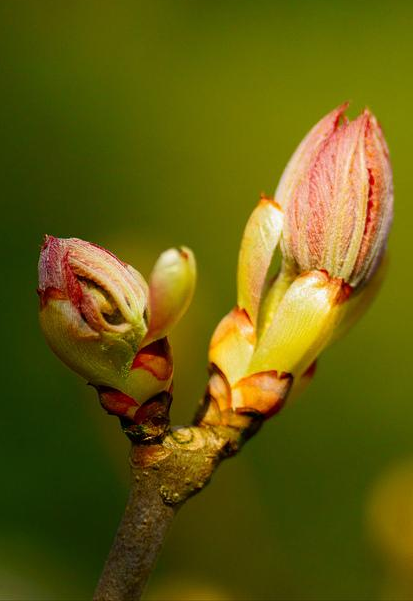 CHESTNUT BUD: per le persone che fanno sempre gli stessi errori e non imparano dall'esperienza